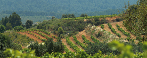 Terra Alta