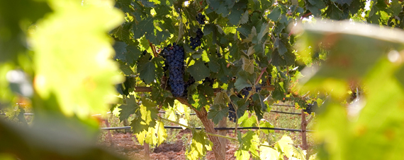 Tierra de Castilla