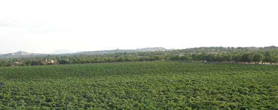Mallorca Santa Margalida