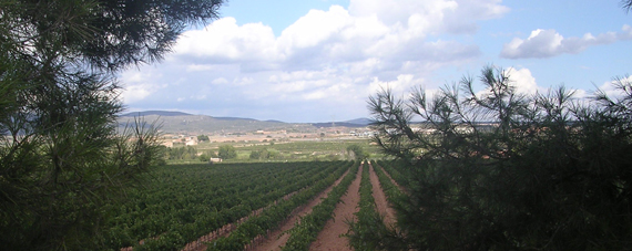 Bodegas Vegalfaro