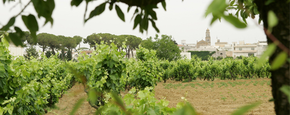 Terre di Campo Sasso
