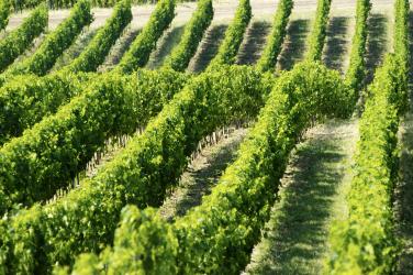 Domaine de la Meulier Chablis