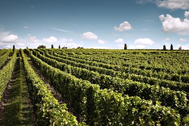 Weingut Wittmann