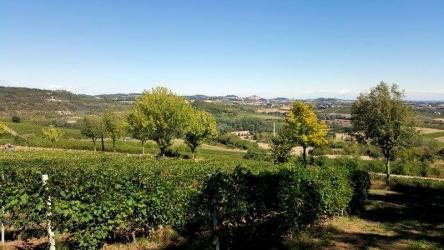 Genagricola V8 Vineyards