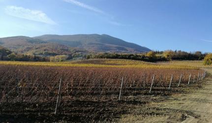 Cantina Carlo Gentili