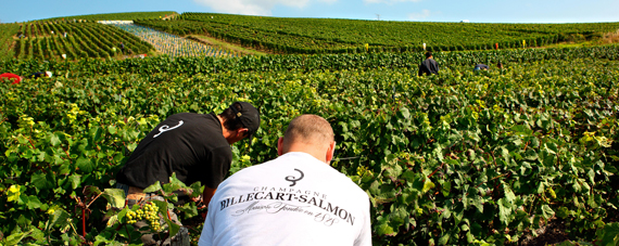 Champagne Billecart-Salmon